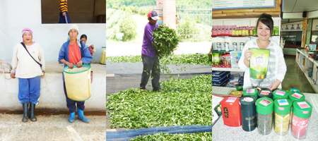 Fleißige Pflückerinnen bringen den Tee von der Plantage zur Fabrik (links). Danach werden die Blätter gesammelt (Mitte). Lohnenswert gestaltet sich eine Tee-Verkostung (rechts).