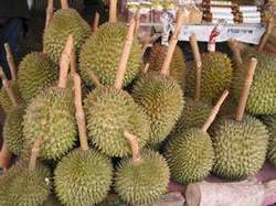 Die Durian wird zwar die 