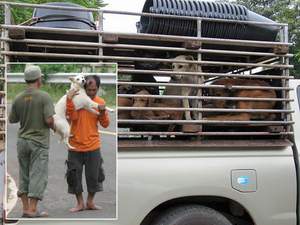 Jetzt sind Hunde auch in Thailand nicht mehr sicher vor dem Kochtopf: Immer mehr Hunde werden von der Straße entführt, geschlachtet und als Delikatesse verzehrt.
