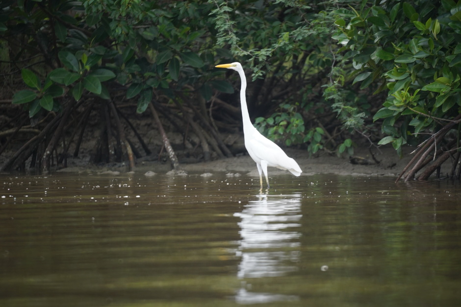 Die Vögel haben keine Scheu vor Besuchern und lassen es zu, dass sie sich mit dem Boot langsam nähern.