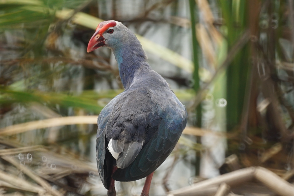In der Sumpflandschaft sind bis zu 300 Vogelarten beheimatet, darunter bis zu 28 Arten größerer Wasservögel.