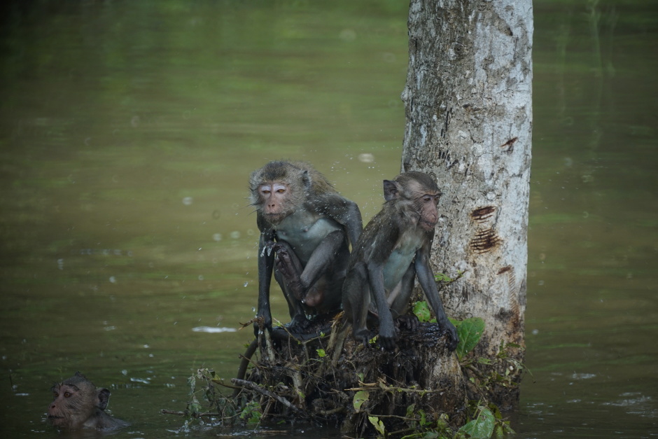 Der artenreiche Mangrovenwald beheimatet neben den verschiedensten Vogelarten auch jede Menge Makaken-Clans, die ihr Schwimmtalent lebhaft unter Beweis stellen. 