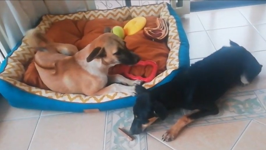 Doppelpack mit acht Pfoten: Lilly (l.) mit Schwester