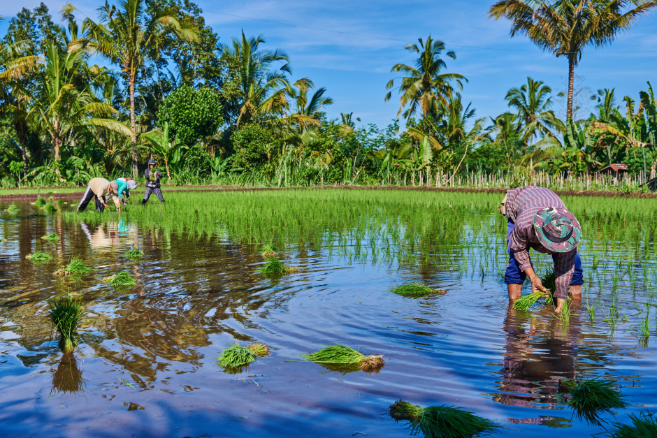 Fruchtbarer Monsun: Der Nordosten des Landes erstrahlt in der Regenzeit in sattem Grün, perfekt zum Reisen! Foto: eskstock / Adobe Stock