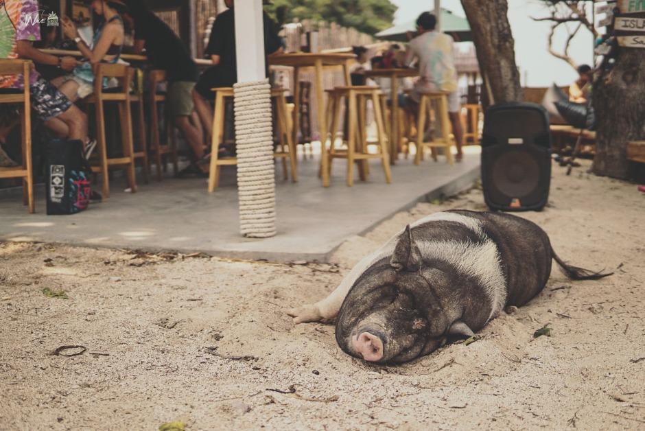 Ein Hängebauchschwein ist der Liebling aller Gäste, die fleißig Selfies mit dem Borstenvieh am Strand schießen. Foto: Le Wave