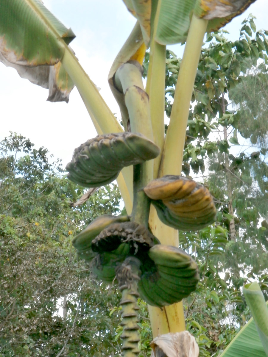 Bei dieser seltsamen Banane wachsen Früchte zusammen.