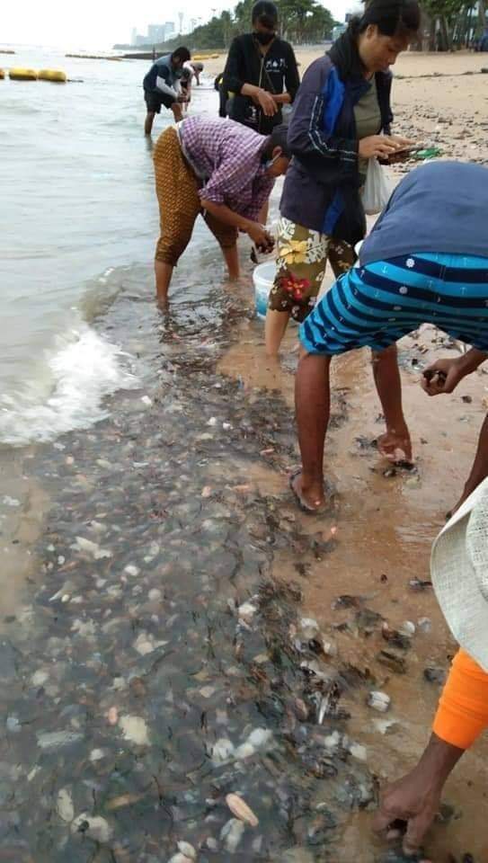 Auch am Strand in Jomtien sammelten Einheimische kiloweise frische, kostenlose Meeresfrüchte ein.