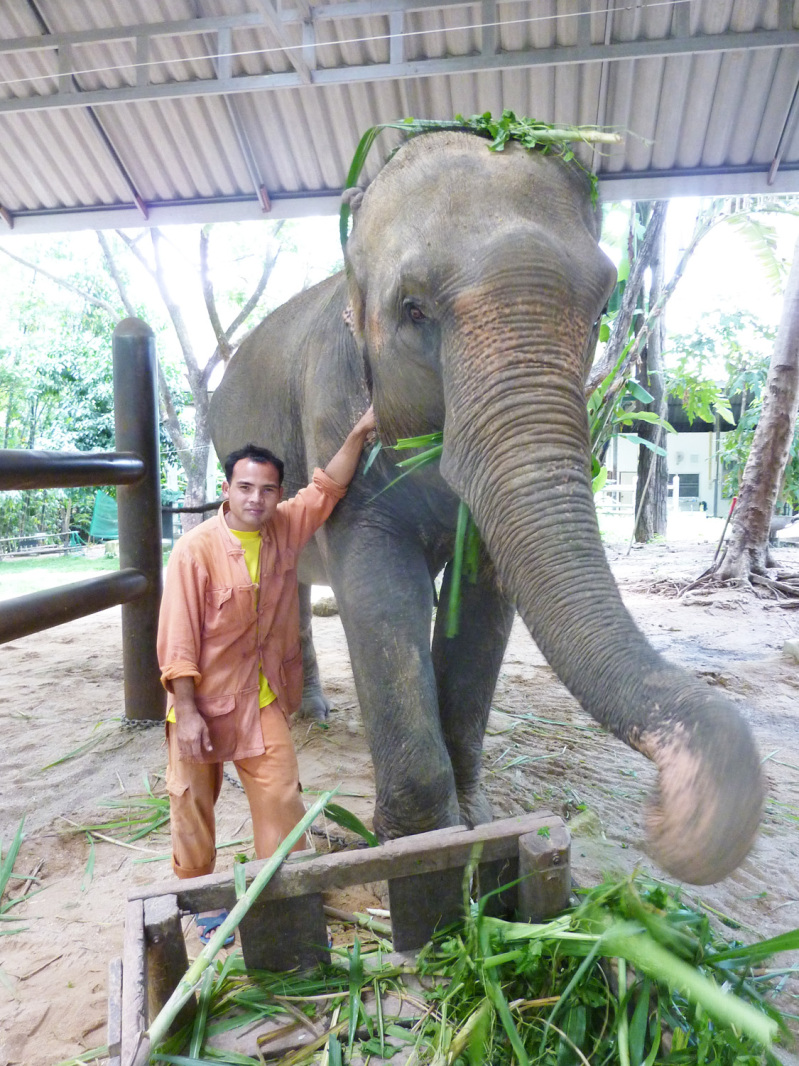 Ein Elefant vertilgt knapp 250.000 Kilokalorien täglich.