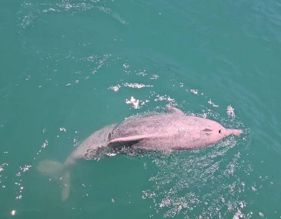 Ein einzelner Buckeldelfin zeigt sich in ruhiger Bewegung im Küstengewässer. Bild: Department of National Parks, Wildlife and Plant Conservation (DNP)