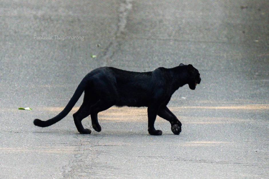 Die Sichtung gilt als Indikator für den stabilen Zustand des Ökosystems im Kaeng-Krachan-Waldkomplex. Bild: Polawat Thaipinnnarong/Department of National Parks, Wildlife and Plant Conservation (DNP)