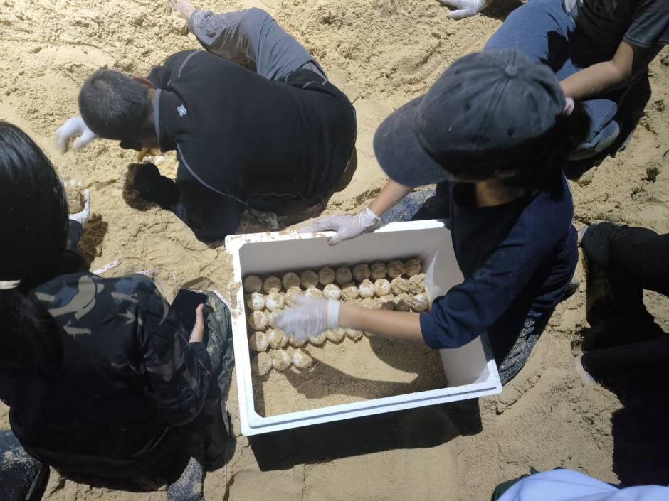 Einsatzkräfte bergen die Schildkröteneier vorsichtig aus dem gefährdeten Nest, um sie in Sicherheit zu bringen. Bild: Department of National Parks, Wildlife and Plant Conservation (DNP)