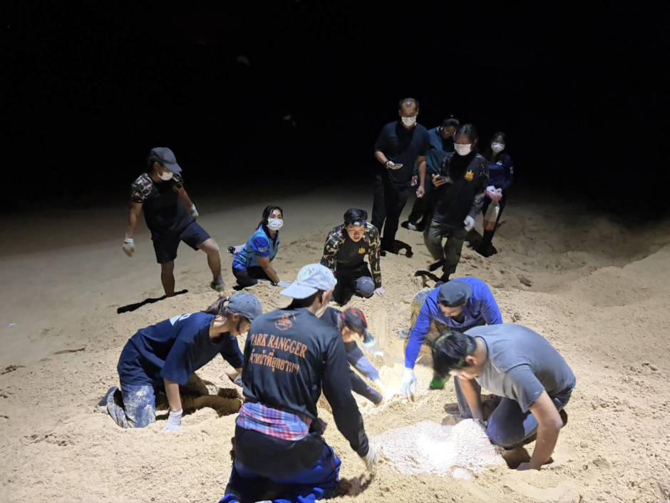 Beamte und Tierärzte untersuchen das Nest der seltenen Lederschildkröte nach der nächtlichen Eiablage am Strand. Bild: Department of National Parks, Wildlife and Plant Conservation (DNP)
