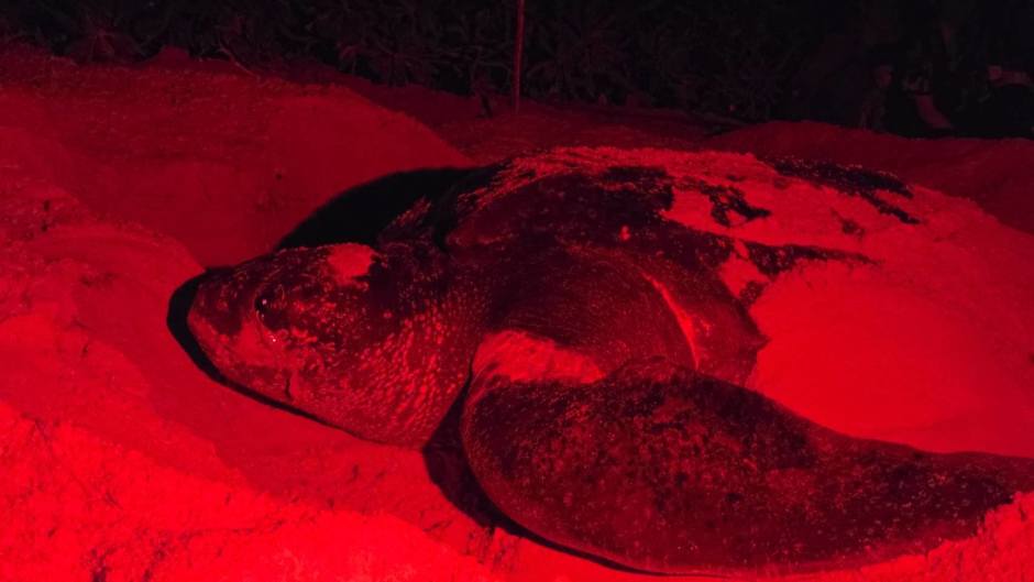 Eine Lederschildkröte legt nachts am Strand des Nationalparks Khao Lampi–Hat Thai Mueang ihr Gelege an. Bild: Department of National Parks, Wildlife and Plant Conservation (DNP)