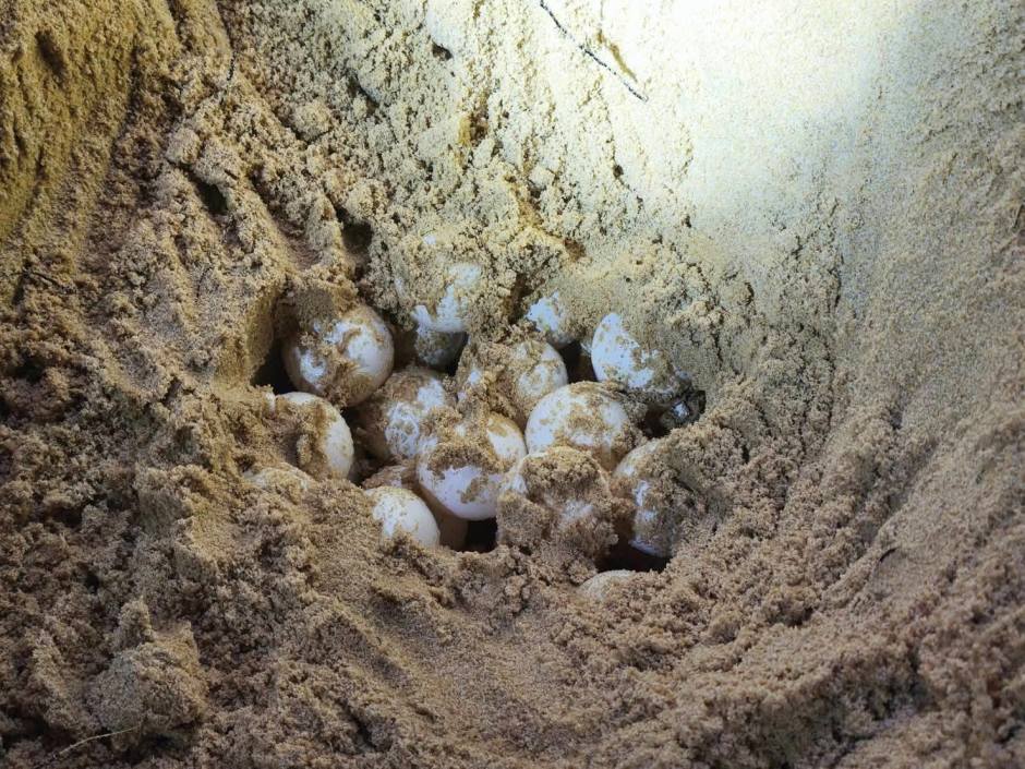 Bild 4: Blick in das Gelege mit den Eiern der seltenen Lederschildkröte nach der Freilegung des Nests. Bild: Department of National Parks, Wildlife and Plant Conservation (DNP)