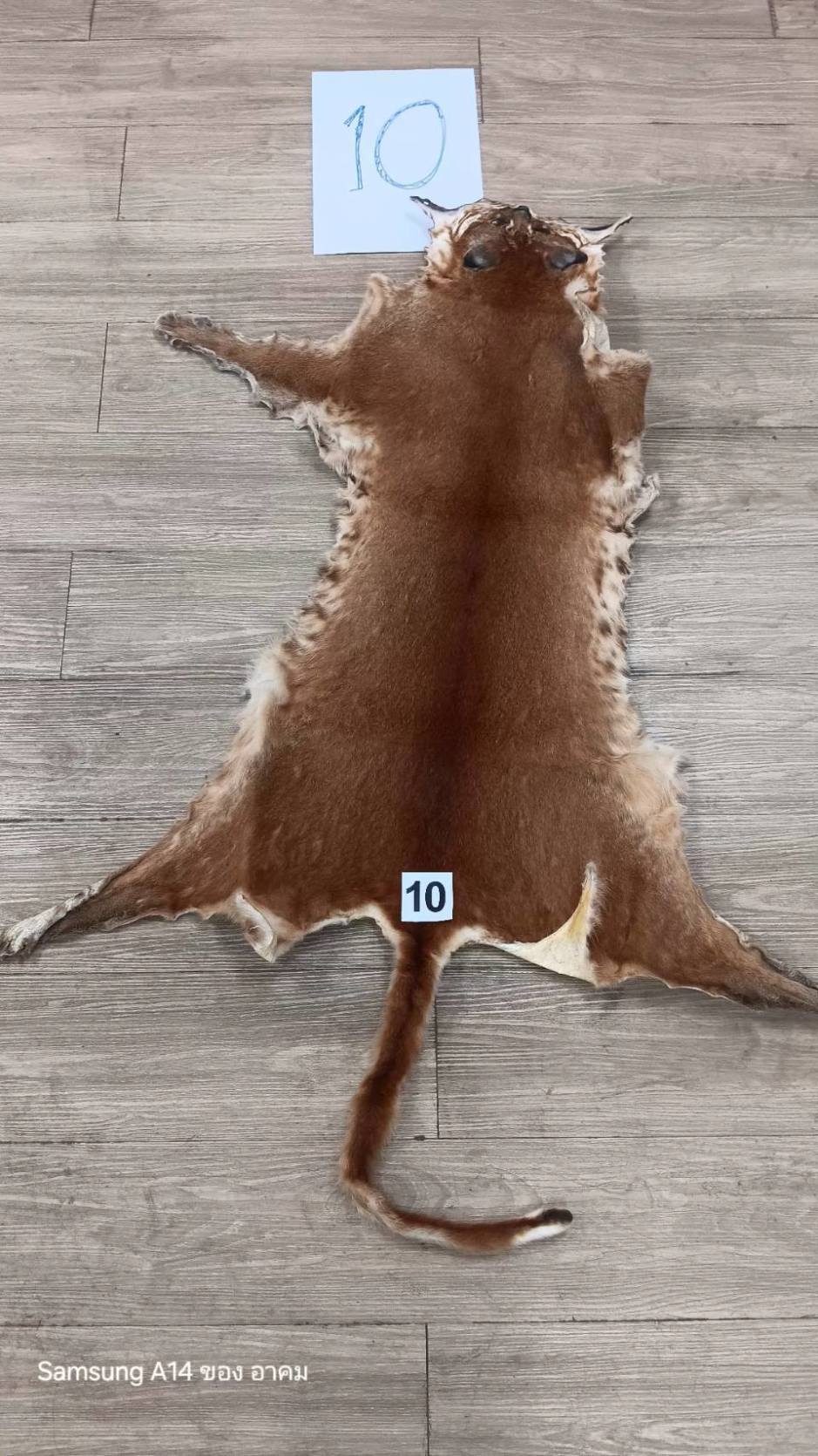 Zu den beschlagnahmten Beweisstücken gehörte auch das Fell einer geschützten Bergziegenantilope. Bild: Department of National Parks, Wildlife and Plant Conservation (DNP)