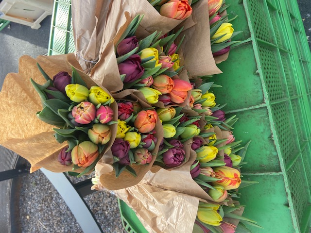 Es ist Tulpenzeit in der Schweiz.