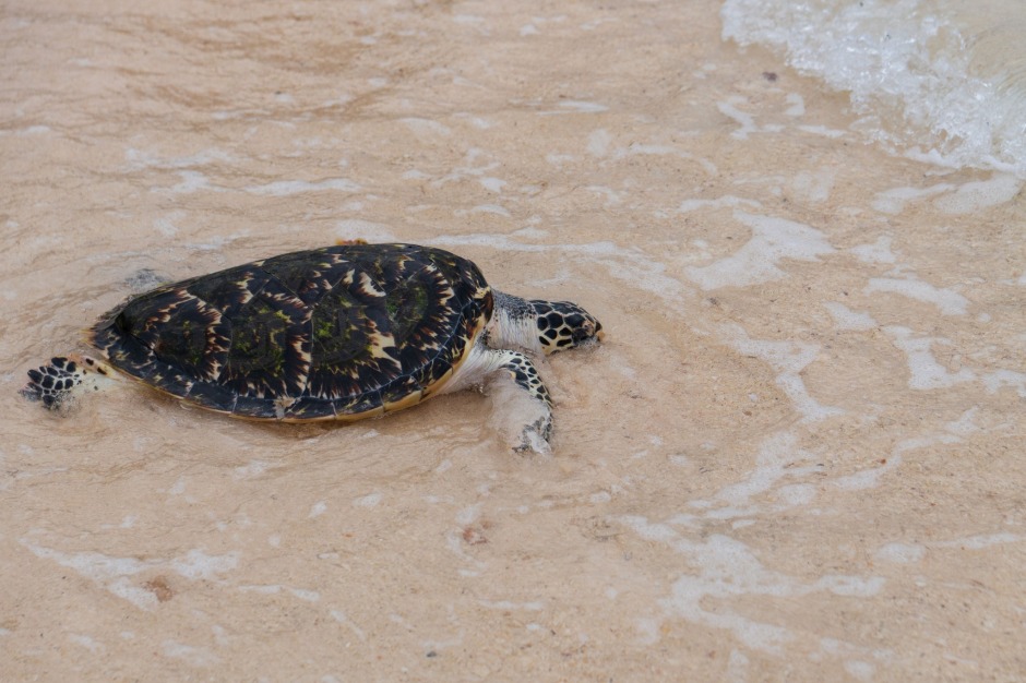 Eine Meeresschildkröte erreicht am flachen Ufer die Brandung und kehrt ins Meer zurück. Foto: Tourism Authority Of Thailand