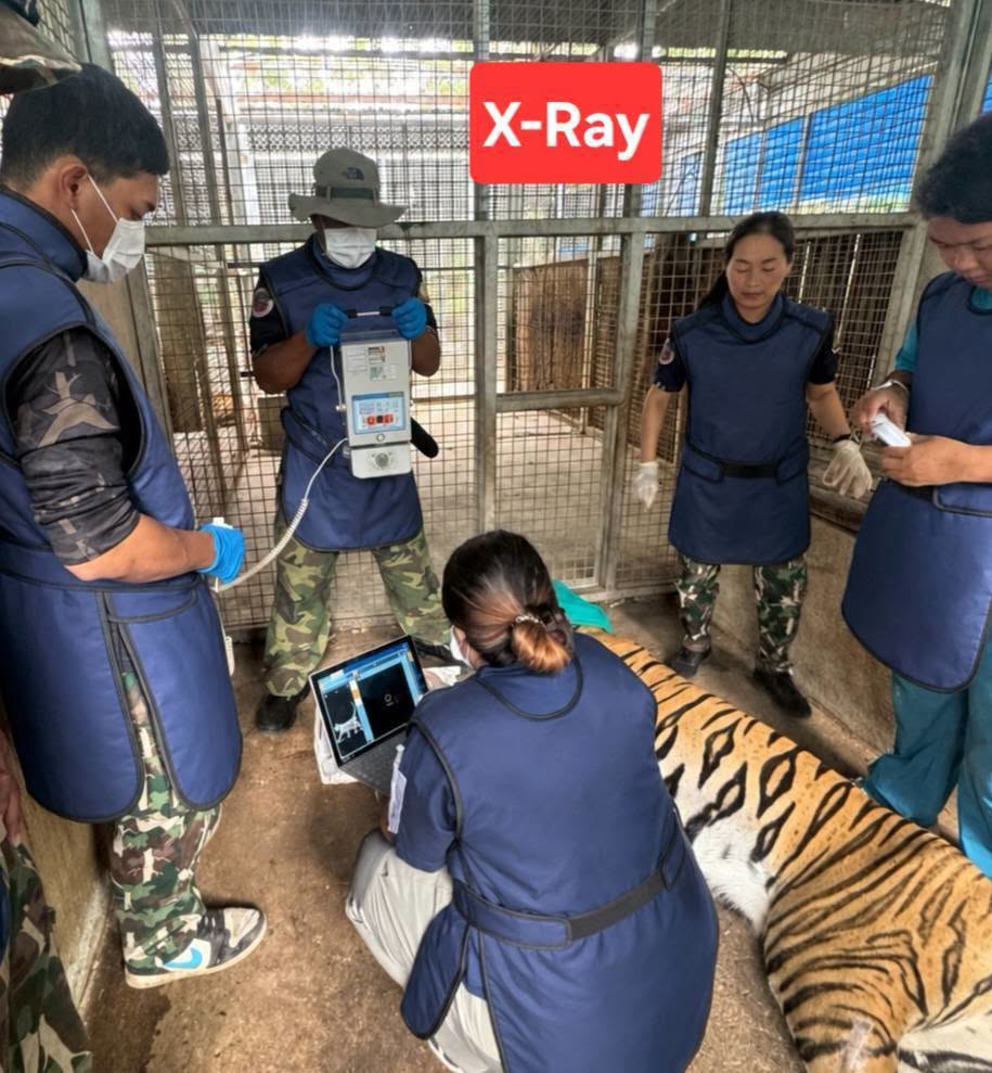 Das Veterinärteam fertigt während der Behandlung Röntgenaufnahmen an, um die Verletzung am Vorderbein des Tigers genauer zu untersuchen. Bild: Department of National Parks, Wildlife and Plant Conservation (DNP)