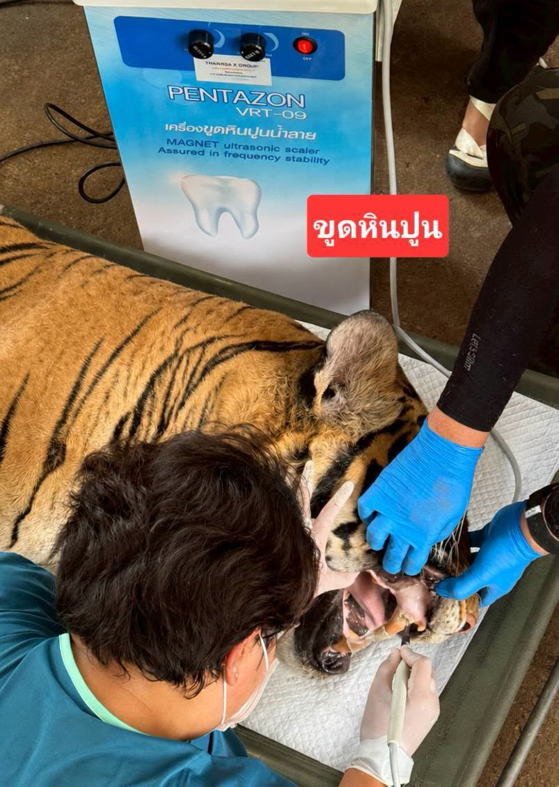 Neben der allgemeinen Gesundheitskontrolle entfernten die Tierärzte auch Zahnstein und führten weitere zahnmedizinische Untersuchungen durch. Bild: Department of National Parks, Wildlife and Plant Conservation (DNP)