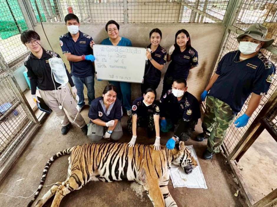 Nach Abschluss der Untersuchungen dokumentiert das Veterinärteam den Einsatz und erstellt die Behandlungsunterlagen für die weitere Nachsorge. Bild: Department of National Parks, Wildlife and Plant Conservation (DNP)