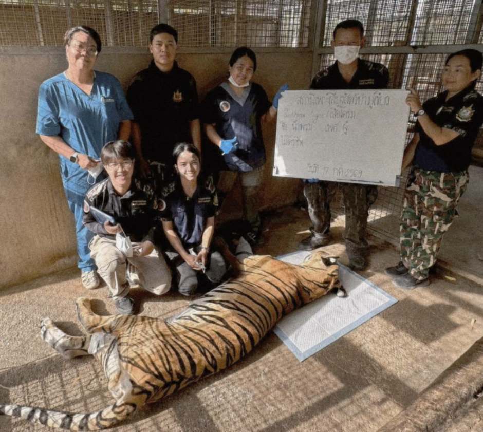 Am Einsatz waren Tierärzte, Wildtierpfleger und Mitarbeiter der Wildtierzuchtstation Phu Khiao gemeinsam beteiligt. Bild: Department of National Parks, Wildlife and Plant Conservation (DNP)