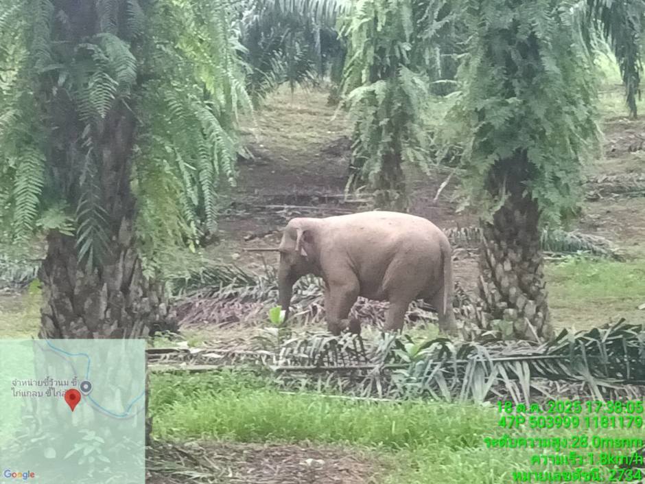 Ein wilder Elefant durchquert eine Palmölplantage im Süden Chumphons – Ranger beobachten ihn aus sicherer Distanz. Bild: Department of National Parks, Wildlife and Plant Conservation (DNP)