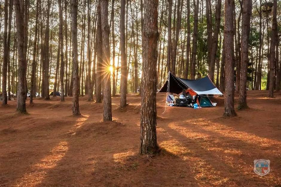Zeltplätze im lichten Kiefernwald bieten Besuchern ruhige Übernachtungsmöglichkeiten in der Natur des Nationalparks. Bild: Department of National Parks, Wildlife and Plant Conservation (DNP)
