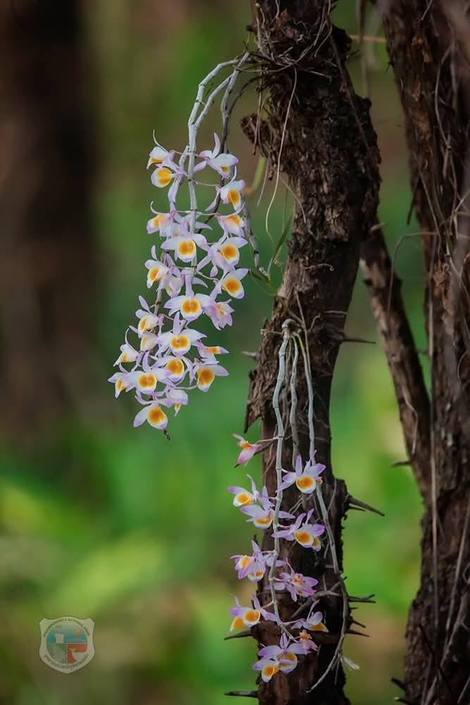 Blühende Orchideen gehören zur vielfältigen Pflanzenwelt des Nationalparks Phu Hin Rong Kla. Bild: Department of National Parks, Wildlife and Plant Conservation (DNP)