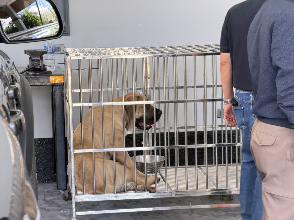 Der Hund des Paares blickt dem Abtransport seines verstorbenen Herrchens hinterher. Bild: TMN.TV