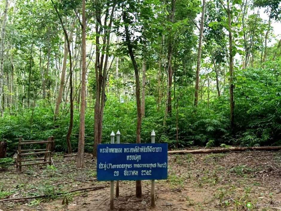 Eine Gedenktafel markiert den Standort des Padauk-Baums, den Prinzessin Bajrakitiyabha am 20. Dezember 1999 pflanzte. Bild: Department of National Parks, Wildlife and Plant Conservation (DNP)