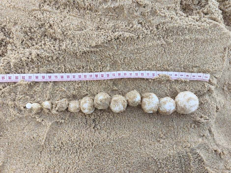 Die unterschiedlich großen Eier der Lederschildkröte werden vermessen und dokumentiert, um den Zustand der Brut zu erfassen. Bild: Department of National Parks, Wildlife and Plant Conservation (DNP)