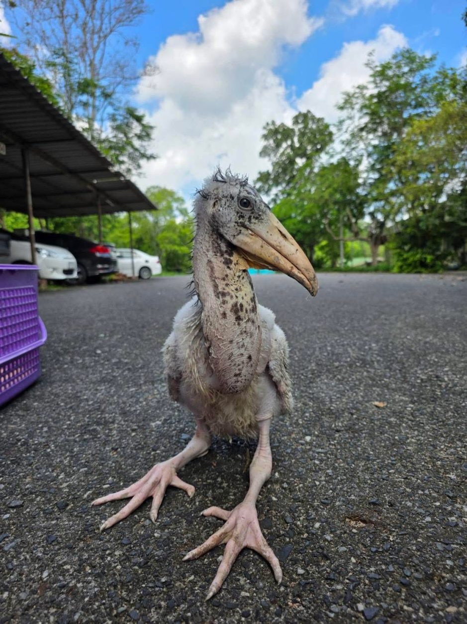 Der seltene Jungvogel zählt zur ersten erfolgreichen Nachzucht der Art in einem thailändischen Zoo. Bild: Kha Moo and the Gang