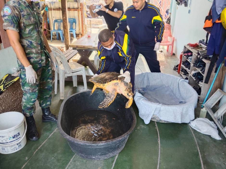 In der Auffangstation wird die Meeresschildkröte für die weitere Behandlung in ein Wasserbecken gesetzt. Bild: TMN.TV