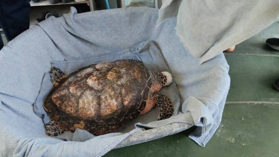 Die Schildkröte ruht nach ihrer Ankunft in einer gepolsterten Transportwanne. Bild: TMN.TV