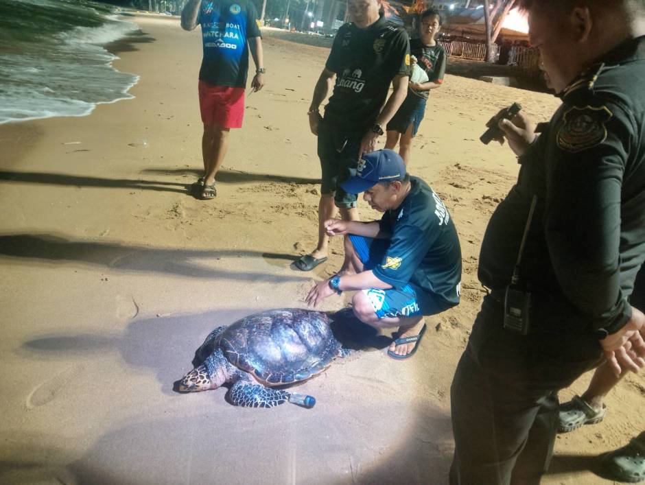 Die geschwächte Schildkröte wird vor dem Abtransport von den Helfern untersucht. Bild: TMN.TV