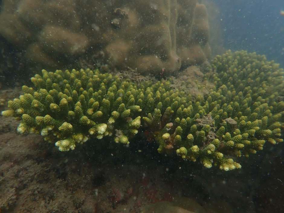 Die Untersuchungen ergaben, dass sich die meisten Korallen in einem guten Zustand befinden und keine Anzeichen einer Korallenbleiche zeigen. Bild Department of National Parks, Wildlife and Plant Conservation (DNP)