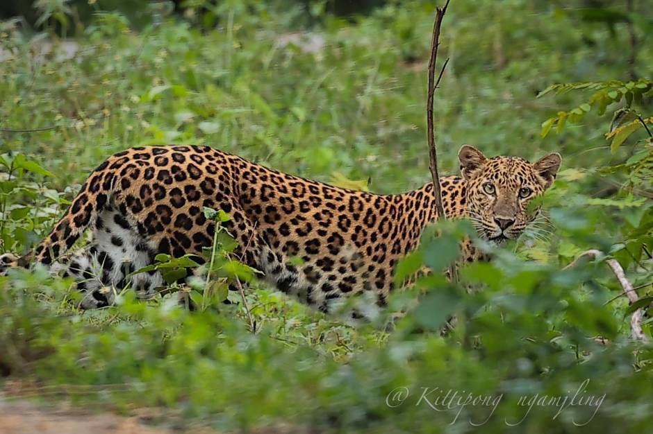 Ein Leopard versteckt sich aufmerksam im dichten Bewuchs nahe der Straße zum Gebiet Phanoen Thung im Nationalpark Kaeng Krachan. Bild: Kittipong Ngamjling, Department of National Parks, Wildlife and Plant Conservation (DNP)