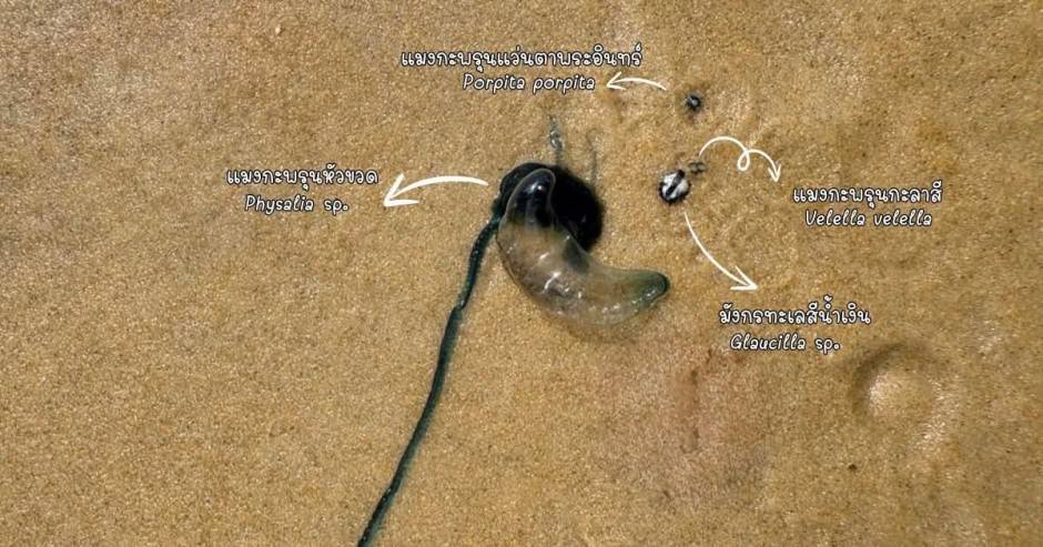 Neben der Portugiesischen Galeere wurden auch weitere mit ihr verwandte Meeresorganismen an der Küste entdeckt. Bild: Newshawk Phuket