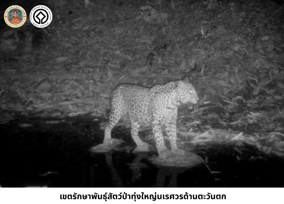 Ein Leopard, von einer Nachtkamera erfasst, auf Streifzug durch sein Revier. Bild: Department of National Parks, Wildlife and Plant Conservation (DNP)