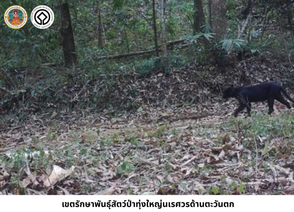 Ein Schwarzer Panther bewegt sich durch den dichten Unterwuchs des Schutzgebietes. Bild: Department of National Parks, Wildlife and Plant Conservation (DNP)