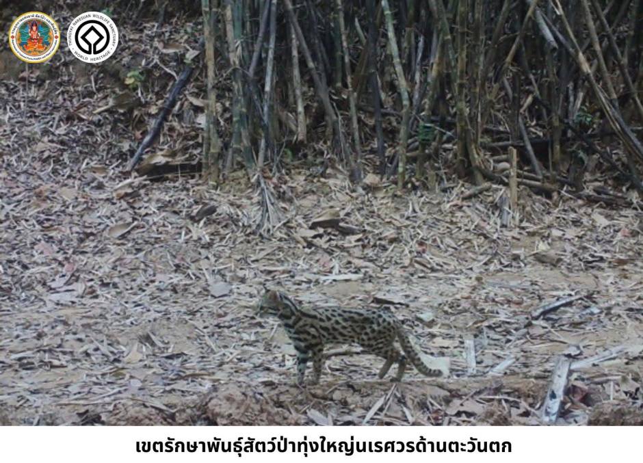 Eine Leopardkatze auf Nahrungssuche am Waldrand im Welterbegebiet. Bild: Department of National Parks, Wildlife and Plant Conservation (DNP)