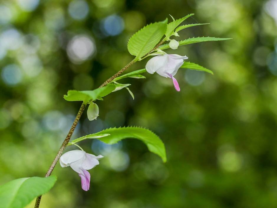 Die zarten weißen Blüten des Phu-Phan-Balsams leuchten wie Tautropfen im Nationalpark Sakon Nakhon. Bild: Department of National Parks, Wildlife and Plant Conservation (DNP)