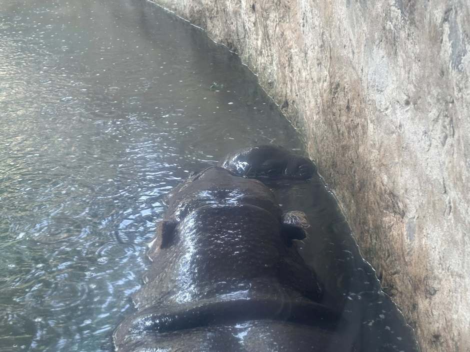Das Jungtier sucht im Wasser die Nähe zu seiner Mutter und zeigt dabei ein typisches Ruheverhalten. Foto: Nakhon Ratchasima Zoo