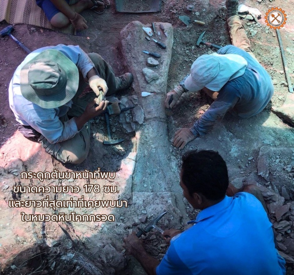 Mitarbeiter des Forschungsteams legen bei Ausgrabungen in Chaiyaphum den 178 Zentimeter langen Oberarmknochen des Sauropoden frei. Bild: Department of Mineral Resources