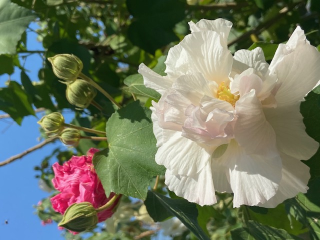 Eisblumen sind in Thailand total unbekannt.