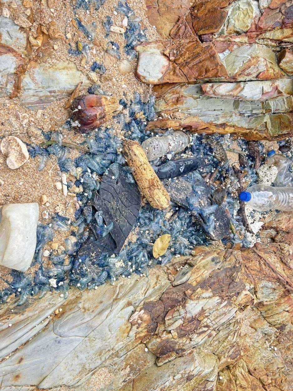 Zahlreiche Exemplare der Portugiesischen Galeere wurden zwischen Treibgut und angeschwemmtem Müll entlang der Küste entdeckt. Bild: Mu Ko Lanta National Park