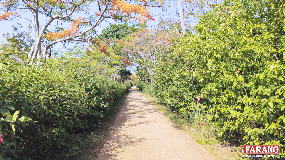 Die engen Straßen der Insel führen durch wunderschöne Plantagen und Wälder 