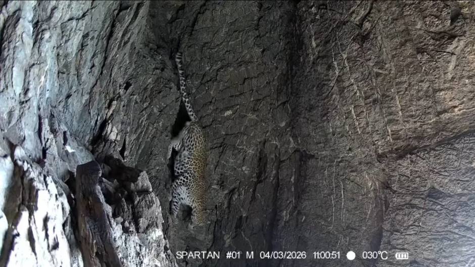 Der Leopard klettert durch eine steile Felswand und nutzt eine enge Spalte als Rückzugsort. Bild: Department of National Parks, Wildlife and Plant Conservation (DNP)