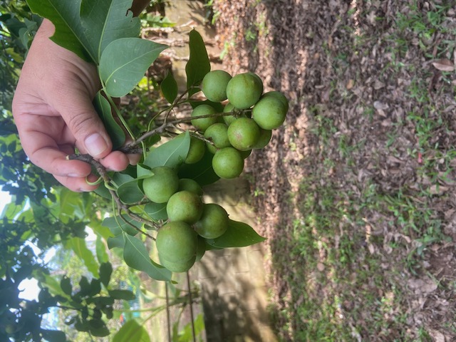 „Spanish Lime“ ist hier weitgehend unbekannt.