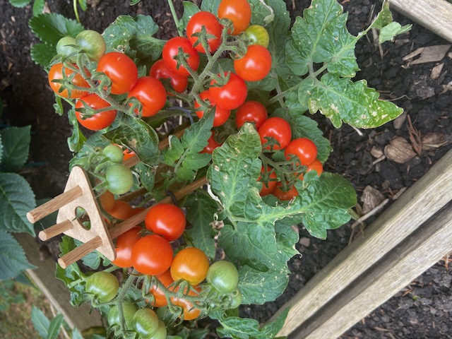 Und die Kirschtomaten tragen Früchte.